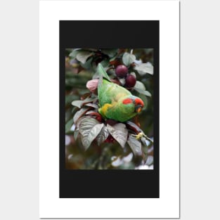 Musk Lorikeet Posters and Art